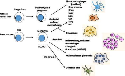 Tissue Macrophages Heterogeneity And Functions Bmc Biology Full Text