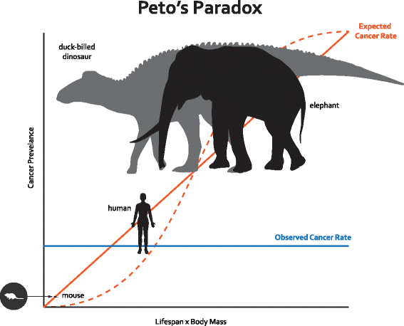 Peto's Paradox: how has evolution solved the problem of cancer prevention?  | BMC Biology | Full Text