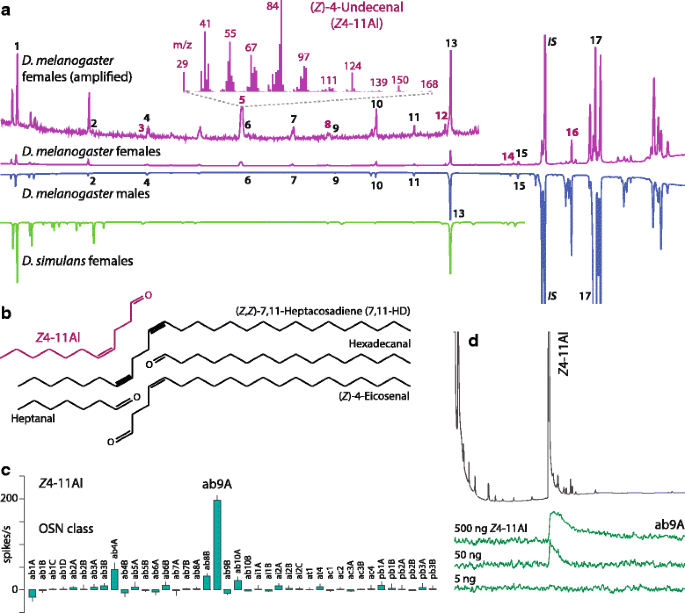 A Drosophila Female Pheromone Elicits Species Specific Long Range Attraction Via An Olfactory Channel With Dual Specificity For Sex And Food Bmc Biology Full Text