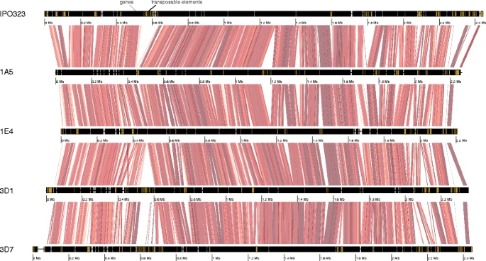 Pangenome analyses of the wheat pathogen Zymoseptoria tritici reveal the structural basis of a highly plastic eukaryotic genome