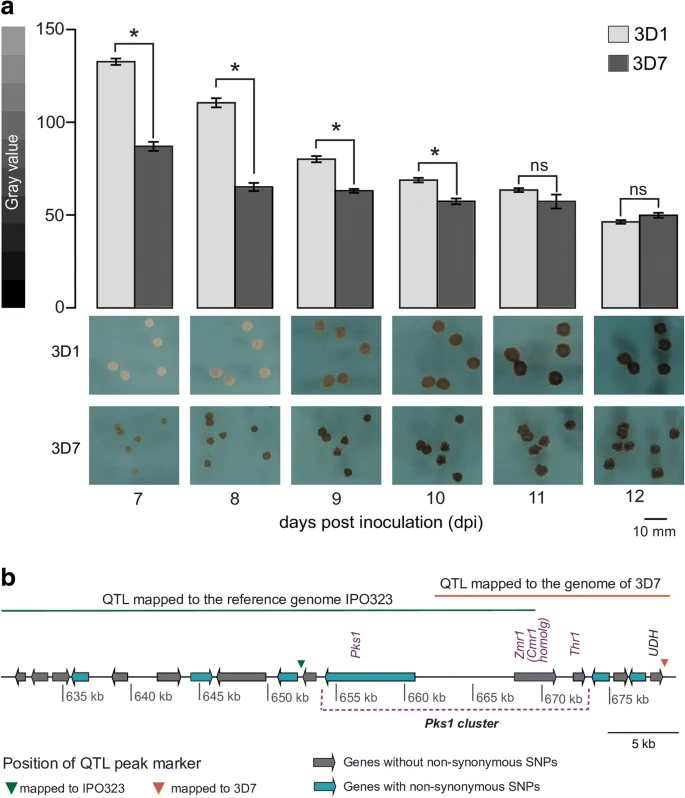 Transposable element insertions shape gene regulation and melanin production in a fungal pathogen of wheat
