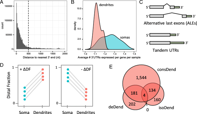 Comprehensive Catalog Of Dendritically Localized Mrna Isoforms From Sub Cellular Sequencing Of Single Mouse Neurons Bmc Biology Full Text