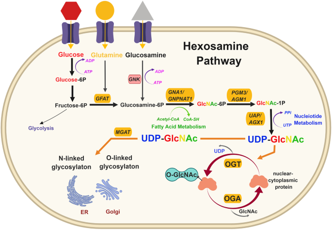 Fueling The Fire Emerging Role Of The Hexosamine Biosynthetic Pathway In Cancer Bmc Biology Full Text