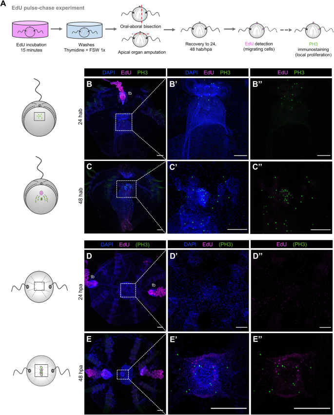 Regeneration in the ctenophore Mnemiopsis leidyi occurs in the absence of a  blastema, requires cell division, and is temporally separable from wound  healing | BMC Biology | Full Text