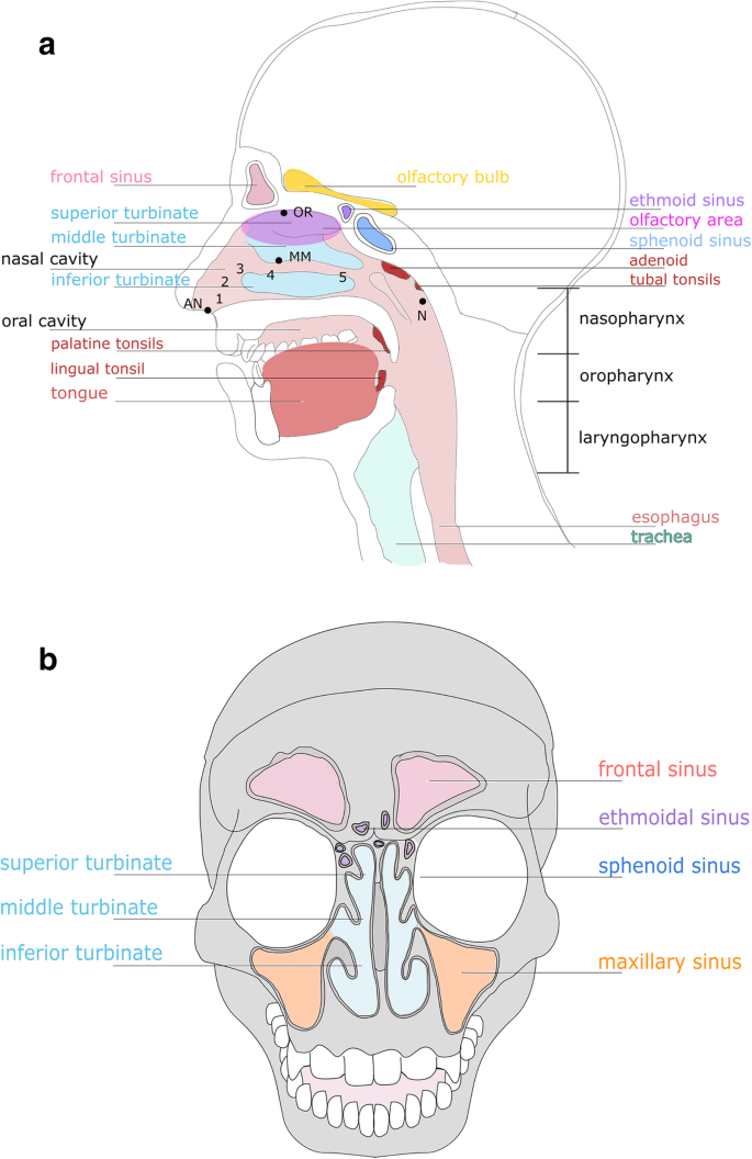 The Microbiome Of The Upper Respiratory Tract In Health And Disease Bmc Biology Full Text