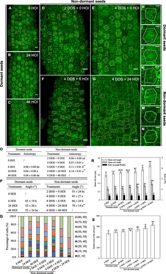 Microtubule Self Organisation During Seed Germination In Arabidopsis Bmc Biology Full Text