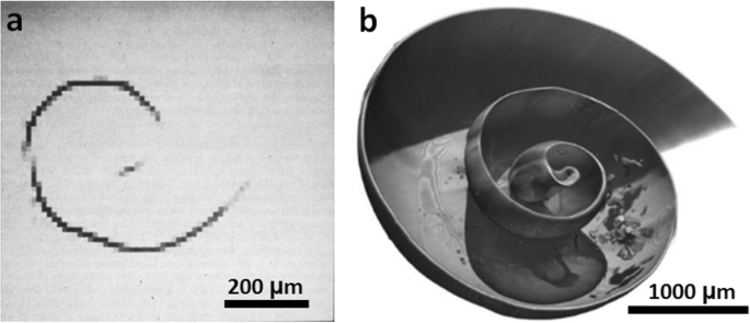 X Ray Computed Tomography In Life Sciences Bmc Biology Full Text