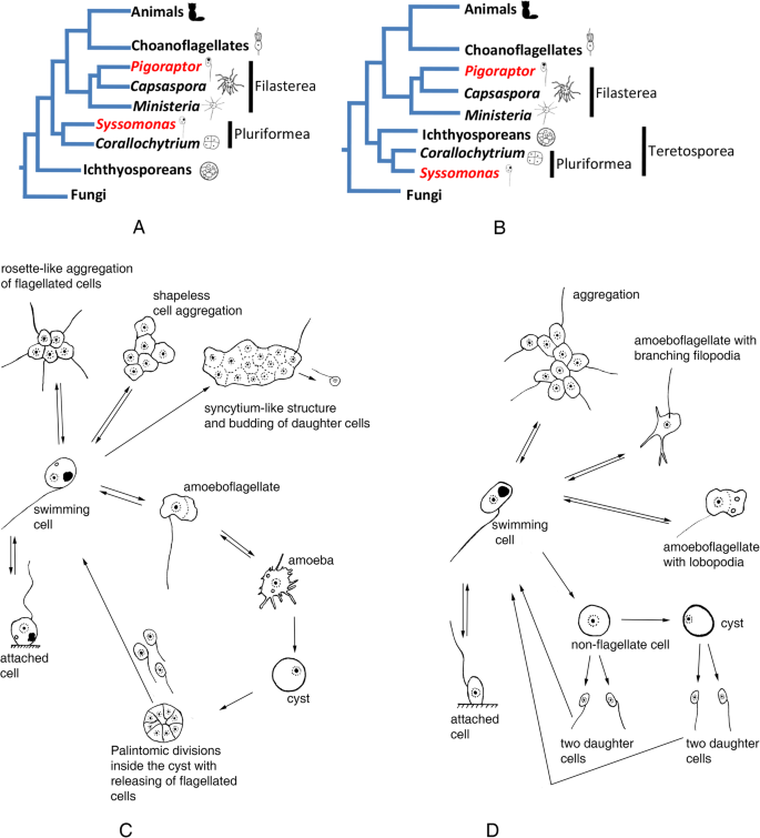 Insights into the origin of metazoan multicellularity from predatory  unicellular relatives of animals | BMC Biology | Full Text