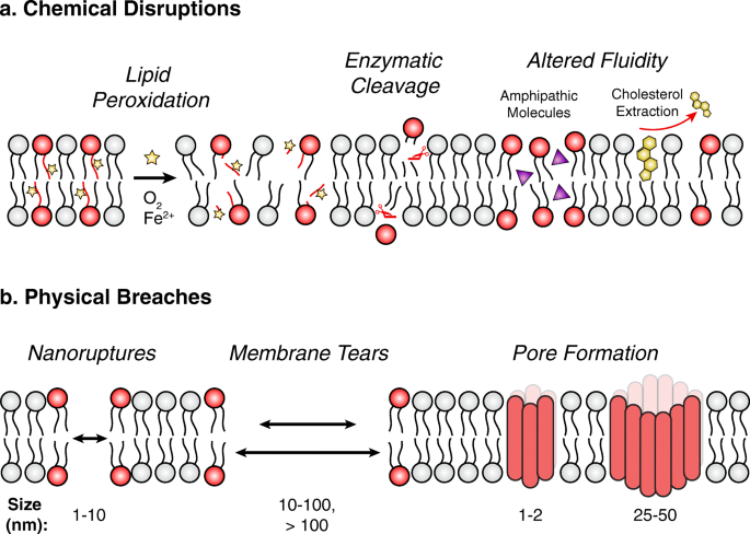 membrane gates s s s s s s s s ss membrane gates s s s s s s s s ss