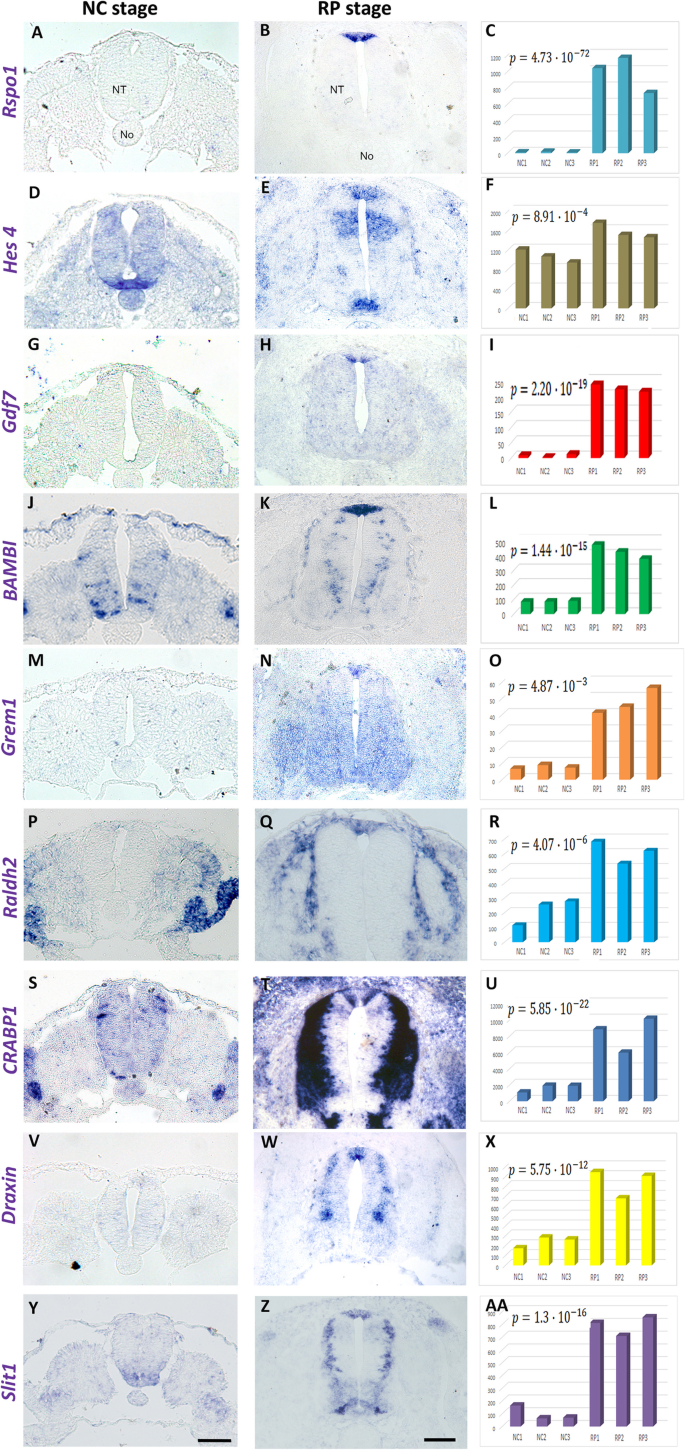 Notch Signaling Is A Critical Initiator Of Roof Plate Formation As Revealed By The Use Of Rna Profiling Of The Dorsal Neural Tube Bmc Biology Full Text