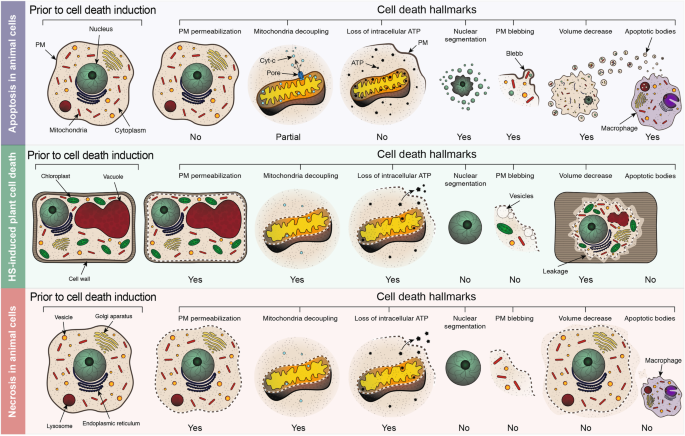 Animal Cells Have More Plasticity Than Plant Cells / Question Video Identifying The Cellular Component That Most Plant Cells And Animal Cells Have In Common Nagwa / Maybe you would like to learn more about one of these?