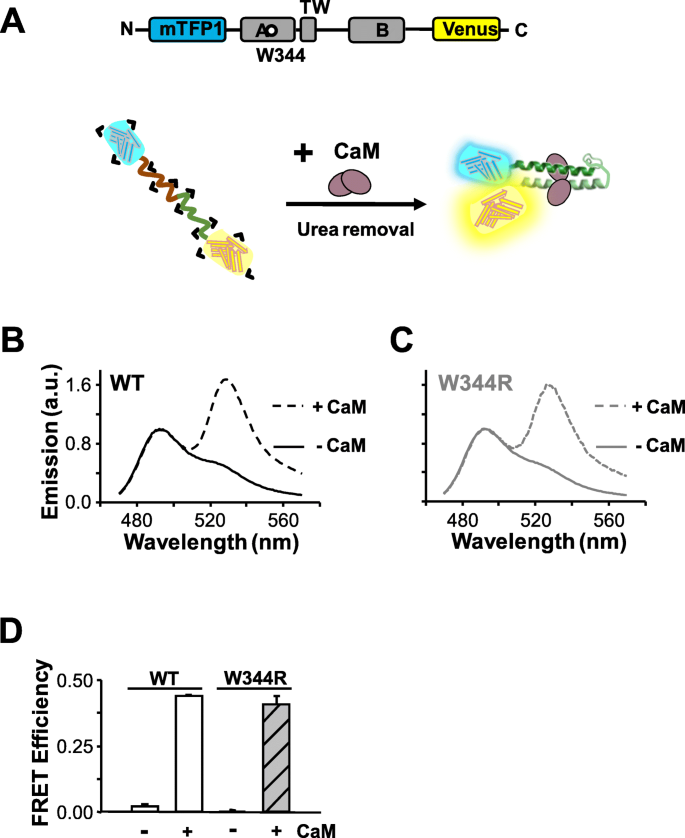 An Epilepsy Causing Mutation Leads To Co Translational Misfolding Of The Kv7 2 Channel Bmc Biology Full Text