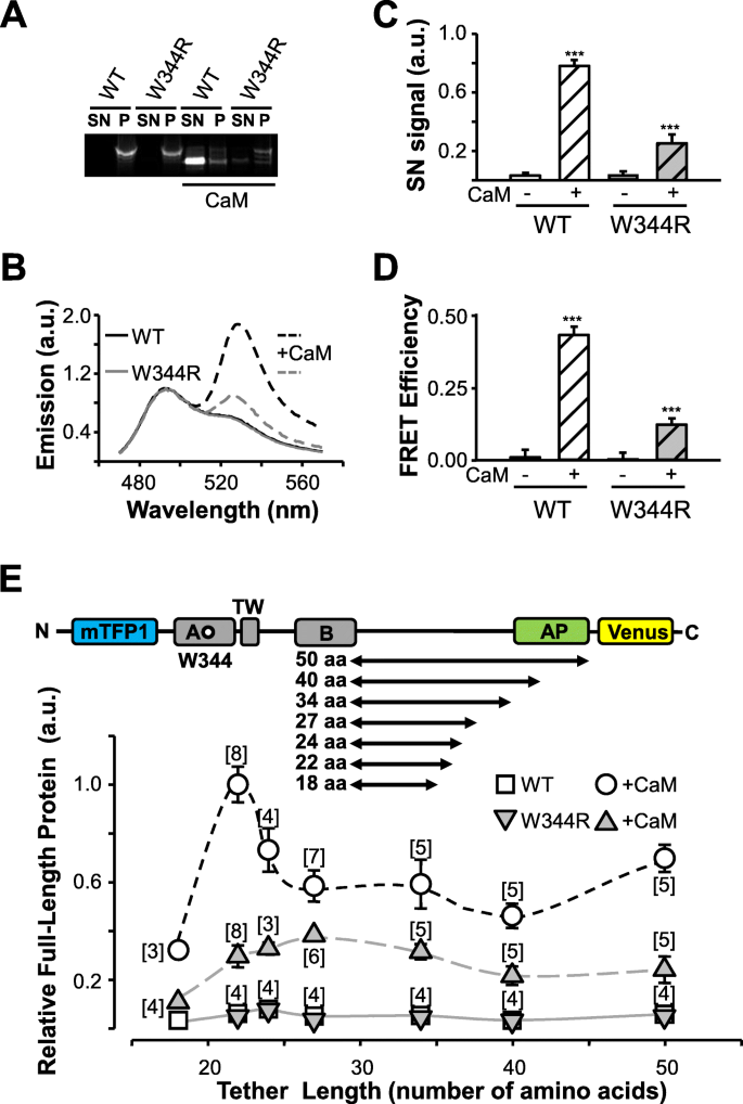 An Epilepsy Causing Mutation Leads To Co Translational Misfolding Of The Kv7 2 Channel Bmc Biology Full Text