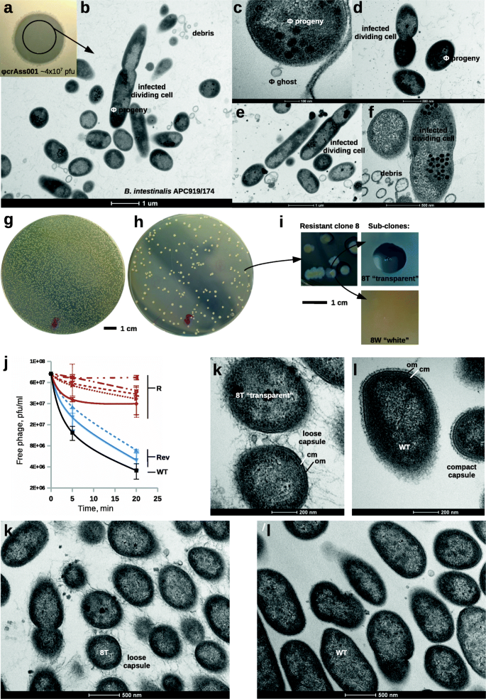 Piggyback-the-Winner in host-associated microbial communities