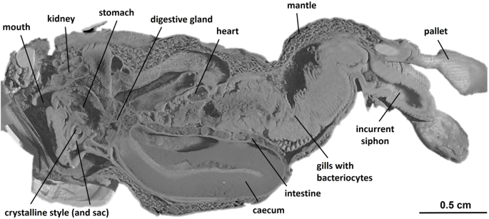 Characterisation of the enzyme transport path between shipworms and their  bacterial symbionts | BMC Biology | Full Text