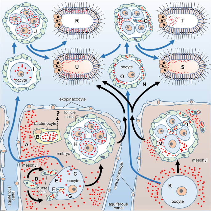 Symbiont transmission in marine sponges: reproduction, development, and  metamorphosis | BMC Biology | Full Text