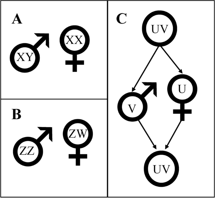 Sex-limited chromosomes and non-reproductive traits BMC Biology Full Text picture