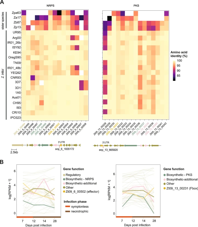 Genome-wide association mapping reveals genes underlying population-level metabolome diversity in a fungal crop pathogen