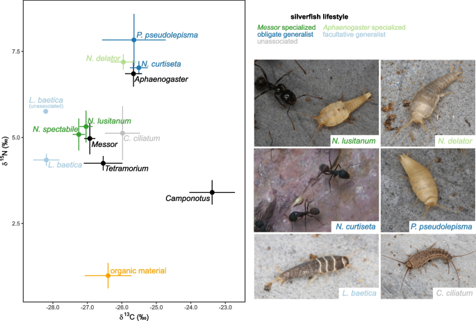 Co-habiting ants and silverfish display a converging feeding 