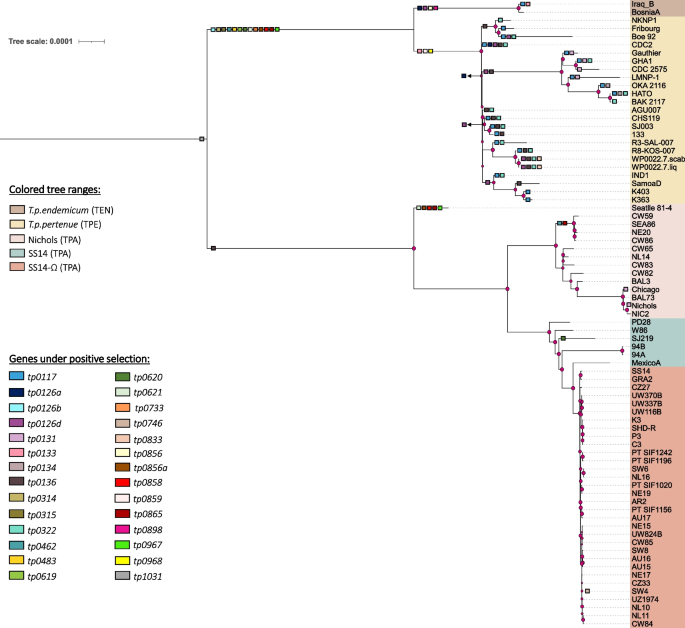 Insights into Treponema pallidum genomics from modern and ancient 