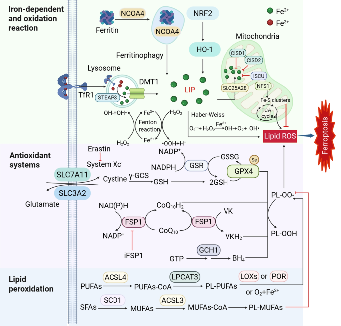 glutathione and iron overload Spotlight on iron overload and ferroptosis: Research progress in female  infertility