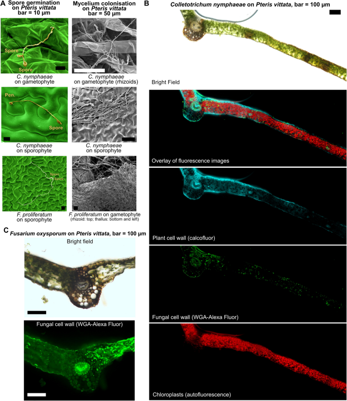 Patho Systems Exploring fern pathosystems and immune receptors to bridge gaps in ...