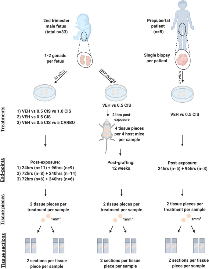 Cisplatin And Carboplatin Result In Similar Gonadotoxicity In Immature Human Testis With Implications For Fertility Preservation In Childhood Cancer Bmc Medicine Full Text