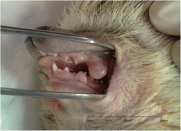 Hedgehog mouth tumor