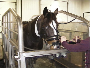 oxygen for horses