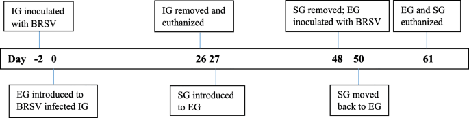 Bovine Respiratory Syncytial Virus In Experimentally Exposed And Rechallenged Calves Viral Shedding Related To Clinical Signs And The Potential For Transmission Bmc Veterinary Research Full Text