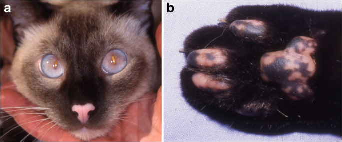evans syndrome cats