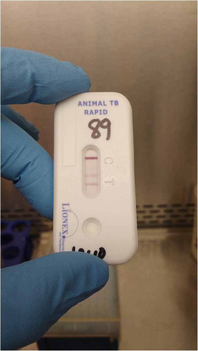 Evaluation of Mycobacterium tuberculosis lipoarabinomannan antigen assay and  rapid serology blood test for the diagnosis of bovine tuberculosis in  Ethiopia | BMC Veterinary Research | Full Text
