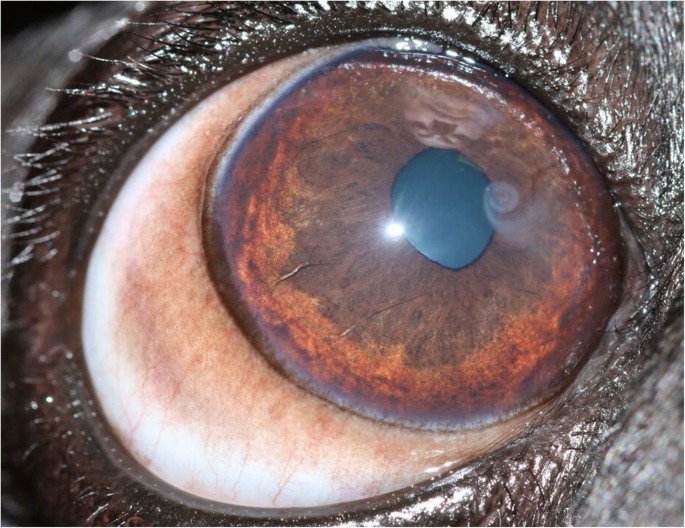 durable waterproof dog bed