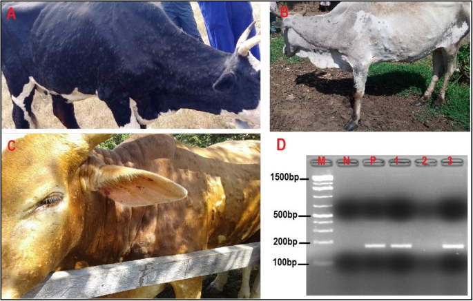 Molecular detection and phylogenetic analysis of lumpy skin disease virus  from outbreaks in Uganda 2017–2018 | BMC Veterinary Research | Full Text