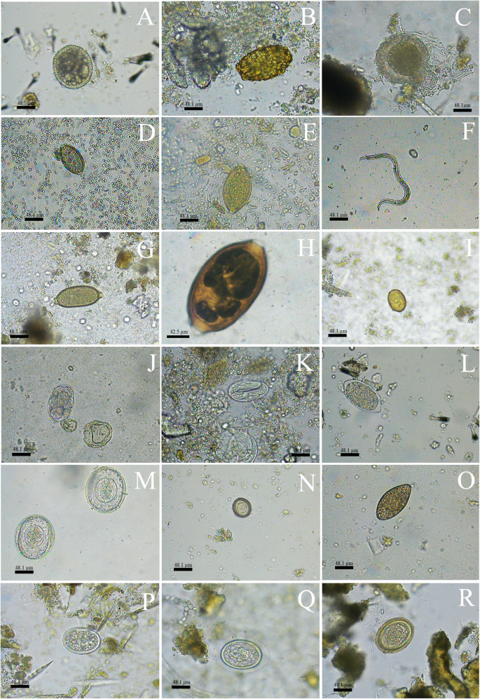 filo platyhelminthes classe monogenea rossz lehelet kezelésére szolgáló gyógyszer