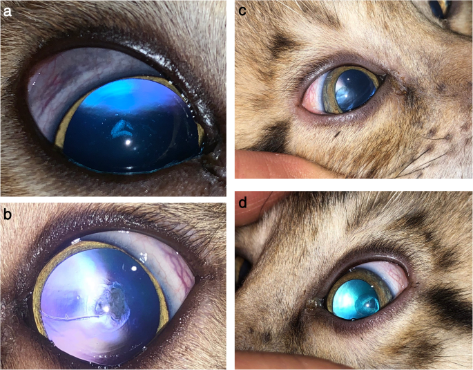 Hereditary cataract in the Bengal cat in Poland | BMC Veterinary Research |  Full Text