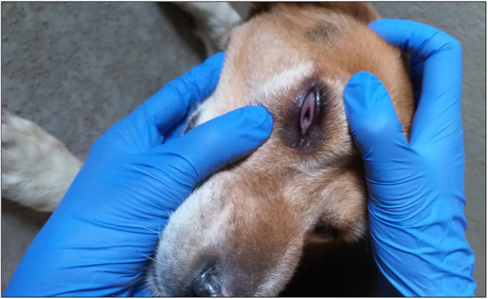 Aedes Stegomyia Aegypti Mosquito Bite Hypersensitivity In A Dog A Case Report Bmc Veterinary Research Full Text