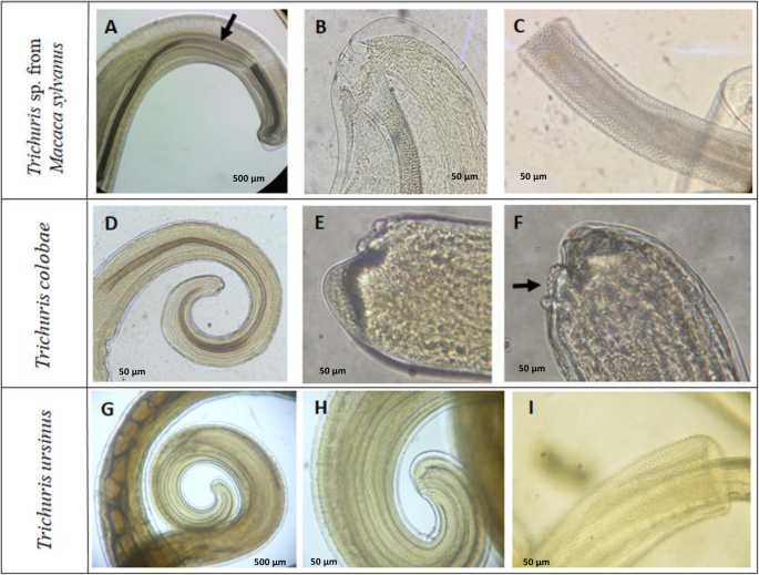 a tojás trichocephalosis