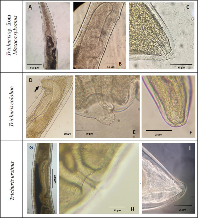BIOLOGIA pdf - A széna bacillus parazita vagy szaprofita