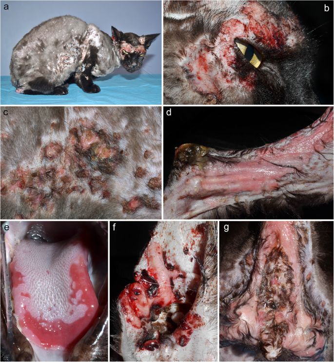 pemphigus (pemphigus vulgaris, pemphigus vegetans and paraneoplastic pemphigus) in dogs, horses: a comprehensive review | BMC Veterinary Research | Full Text