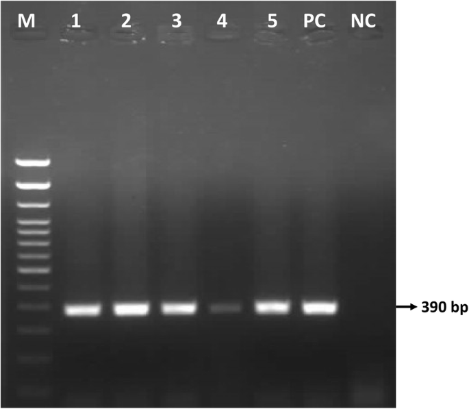research paper on lumpy skin disease figure 3