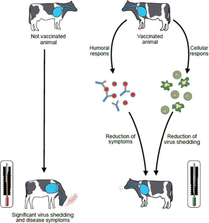 Review on bovine respiratory syncytial virus and bovine parainfluenza –  usual suspects in bovine respiratory disease – a narrative review | BMC  Veterinary Research | Full Text