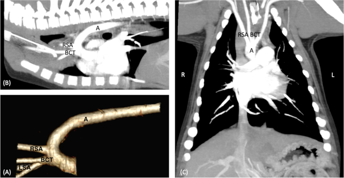 Anomalies of the aortic arch in dogs: evaluation with the use of  multidetector computed tomography angiography and proposal of an extended  classification scheme | BMC Veterinary Research | Full Text