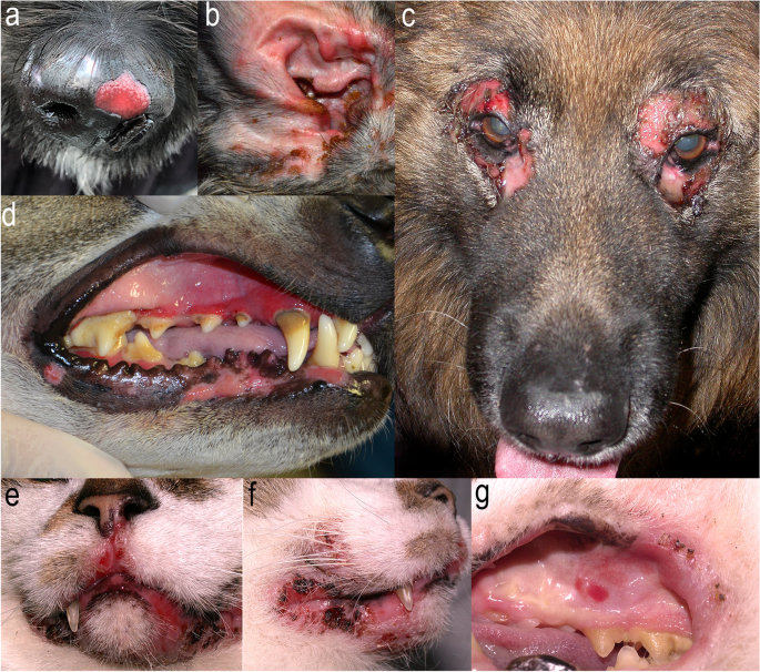 mucous membrane pemphigoid mild