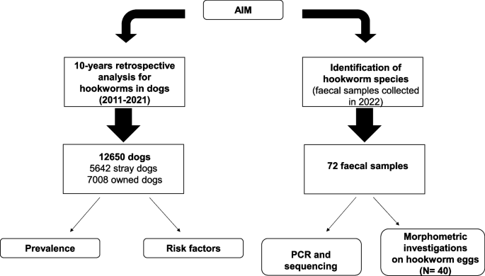 Epidemiological and molecular updates on hookworm species in dogs