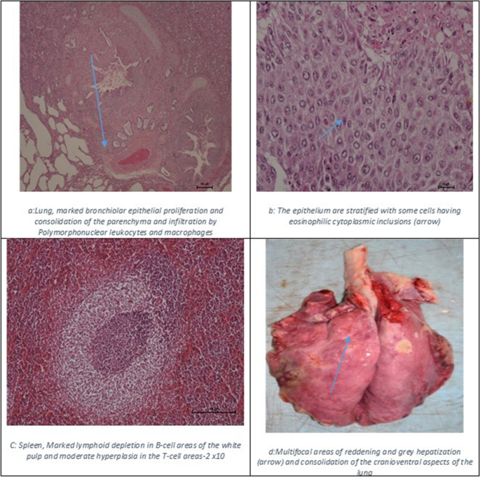 case study veterinary figure 4