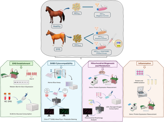 Revitalizing equine metabolism: how SHBG improves mitochondrial function  and reduces inflammation | BMC Veterinary Research