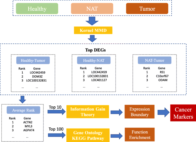 Identification of lung cancer gene markers through kernel maximum mean  discrepancy and information entropy | BMC Medical Genomics | Full Text