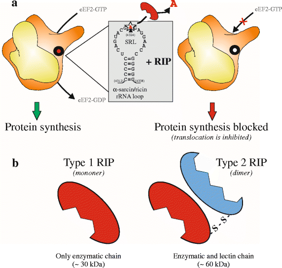 A New Age For Biomedical Applications Of Ribosome Inactivating Proteins Rips From Bioconjugate To Nanoconstructs Springerlink