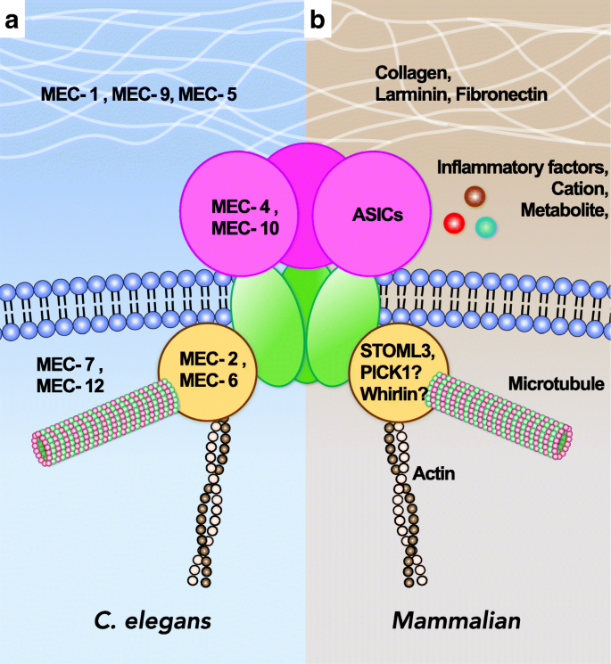 complemento operación pestillo Acid-sensing ion channels: dual function proteins for chemo-sensing and  mechano-sensing | Journal of Biomedical Science | Full Text